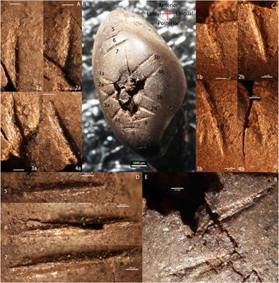 An Upper Paleolithic Perforated Red Deer Canine With Geometric Engravings From QG10, Ningxia, Northwest China